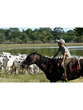 Couverture de Grandir avec les animaux sauvages : Leticia et les chevaux du Pantanal